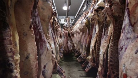 slaughter butcher house hanging beef in freezer