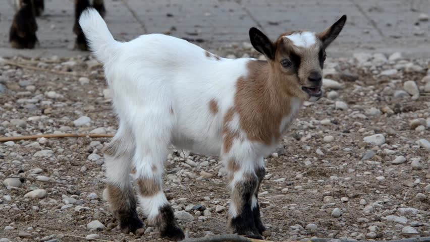 Baby domestic goat