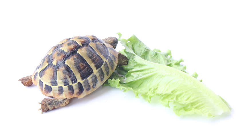 small tortoise eating green salad Stock Footage Video (100% Royalty ...