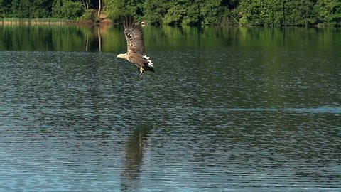 fishing eagle slow motion 