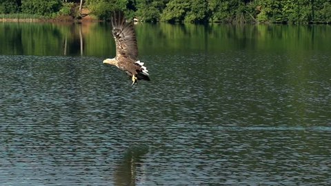fishing eagle slow motion 