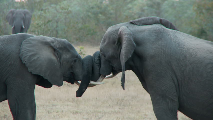 Two juvenile elephants with their trunks intertwined