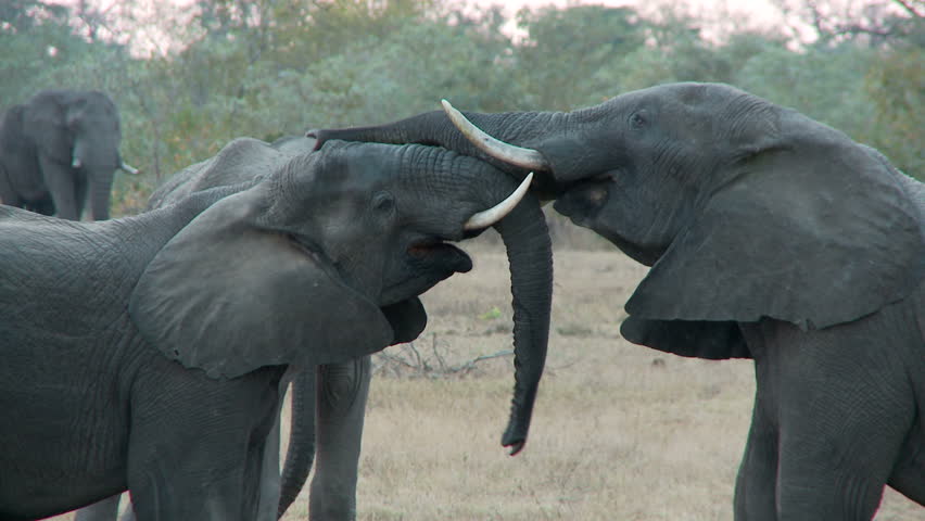 Young juvenile elephants push and shove one another.  Then the elephant uses its