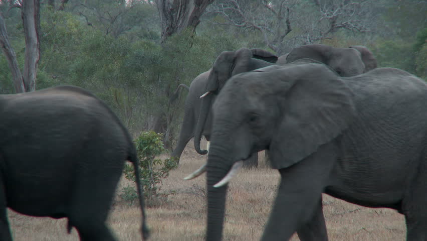 Herds of elephants drink at a waterhole.  Zoomed out from elephants walking on