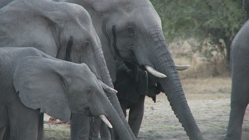 A small family of elephants drink from a waterhole