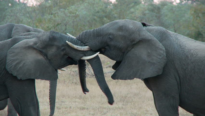 Young juvenile elephants having fun and games with their trunks