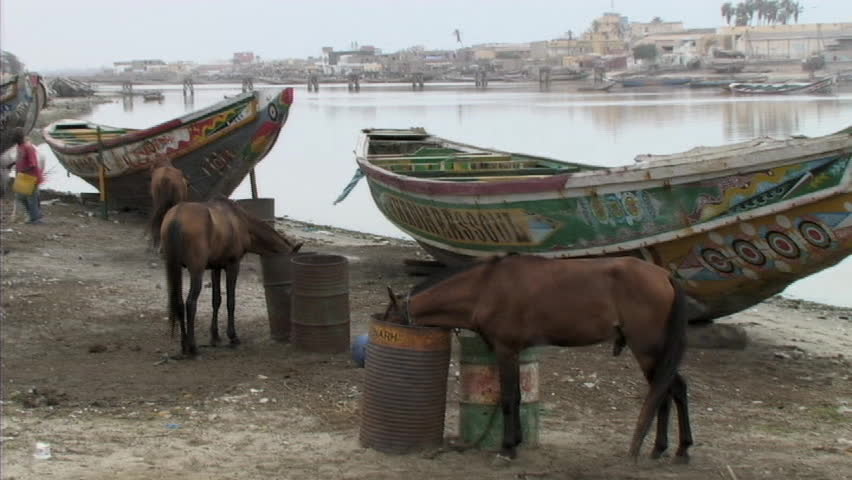 Horses eating next to river and canoes
