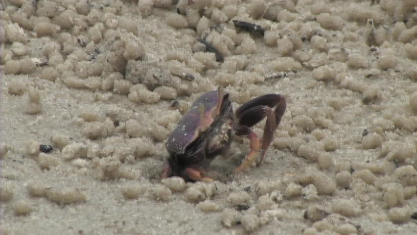 Close up of crab on the sand