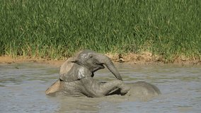 Young African elephants (Loxodonta africana) playing in the water, Addo Elephant National Park, South Africa
