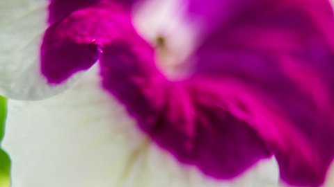 Petunia flower. Close-up. macro.