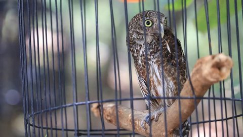 Close up  Collared owlet, Collared pygmy owl in birdcage, HD Clip.