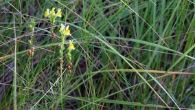 Yellow snapdragons in dune grass. 1080p nature beauty shot.