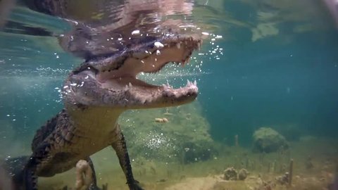 An alligator thrashes underwater and catches a fish.