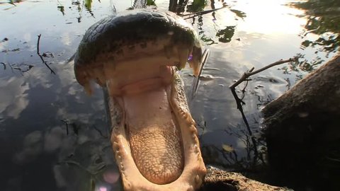An alligator emerges from a swamp and touches the camera with it's snout.