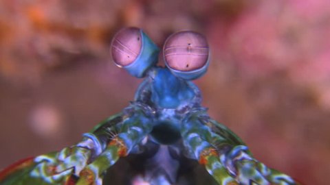 Close up of Peacock Mantis Shrimp