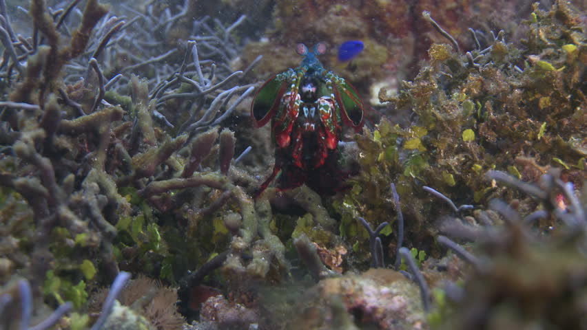 Peacock Mantis Shrimp walking on the ocean floor