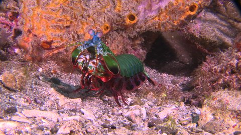 Close up of Peacock Mantis Shrimp leaving a rock cave