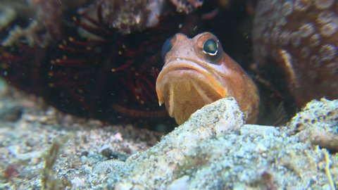 Brown Blotched Jawfish digging a new hole