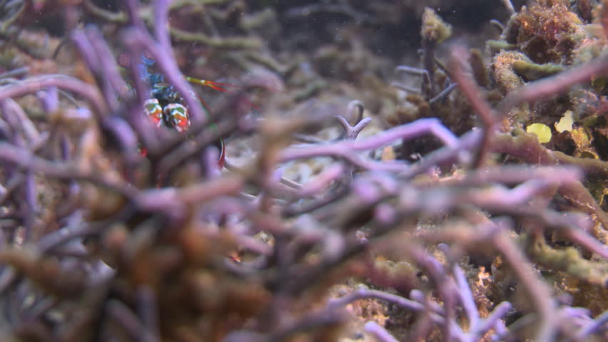 Peacock Mantis Shrimp walking on the ocean floor
