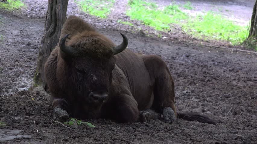 Bison resting