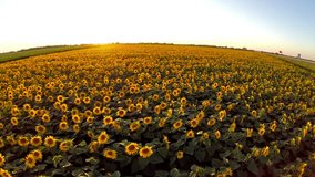 Flight over the sunflower  field in sunset