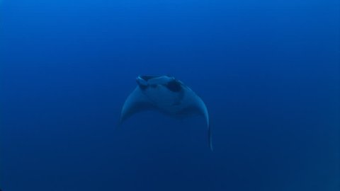 close up Manta ray