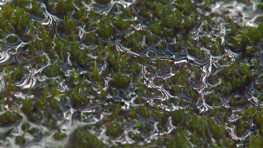 Water from mountain stream flowing through moss