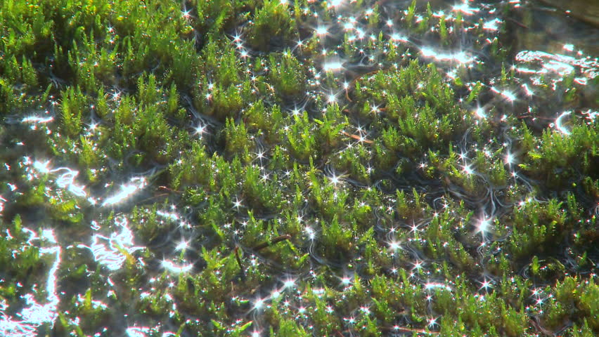 Sun sparkles on water flowing through moss
