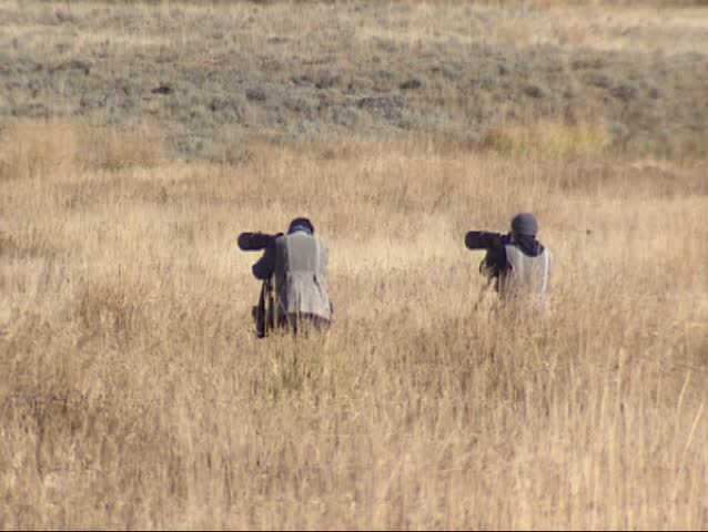 Nature photographers in high grass, Yellowstone National Park.