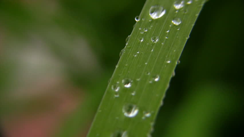 Rain drops on green blade of grass waving by wind, video with sound  | Shutterstock HD Video #710977