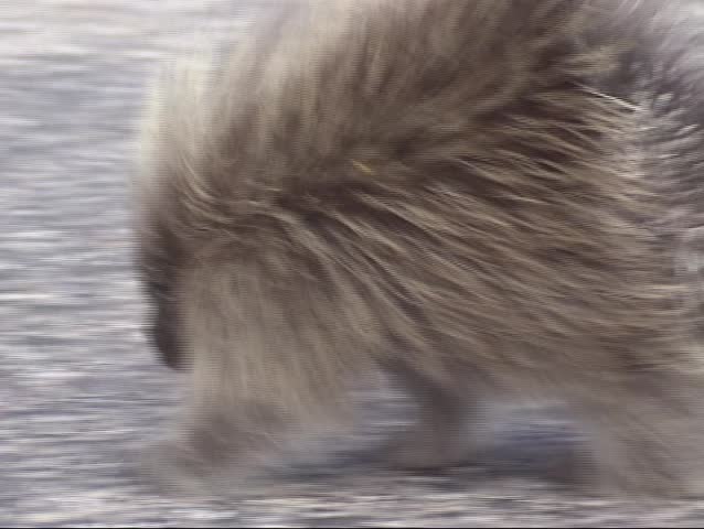 North American Porcupine, Erethizon dorsatum crossing road - tracking shot.