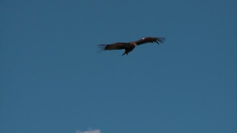 CIRCA 2010s - A condor soars over Grand Canyon National park.