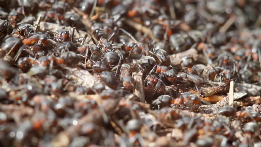 Ants building a nest, macro< shoot on canon 7d