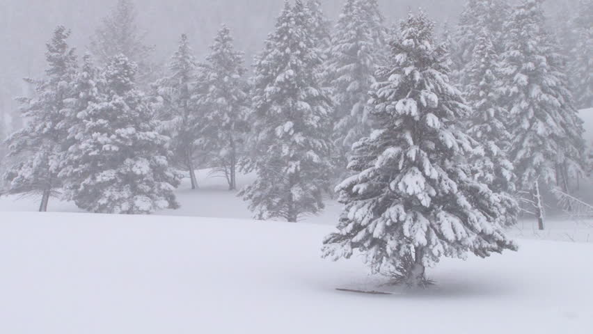CIRCA 2010s - Heavy snow falls on trees in a forest in Yellowstone National Park.
