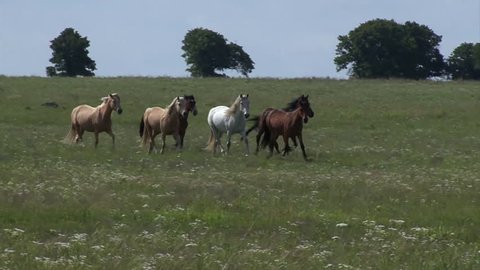 CIRCA 2010s - Wild horses running.