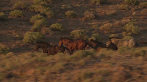 CIRCA 2010s - An aerial of wild horses running.