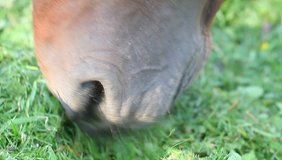 nose and mouth muzzle horse chewing grass