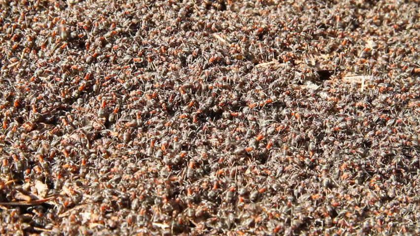 Ants building a nest, shoot on canon 7d