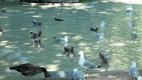 Video clip of many birds swimming  in the pond.