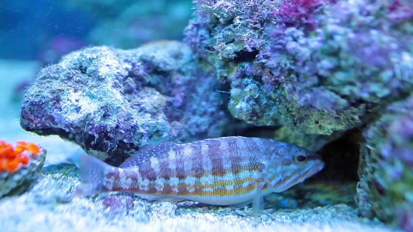 Video clip of comber fish (Serranus cabrilla) species of fish in the family Serranidae.  It lives in habitats like rocky or sandy sounding-deeps in the Mediterranean Sea, the Black Sea and Atlantic.