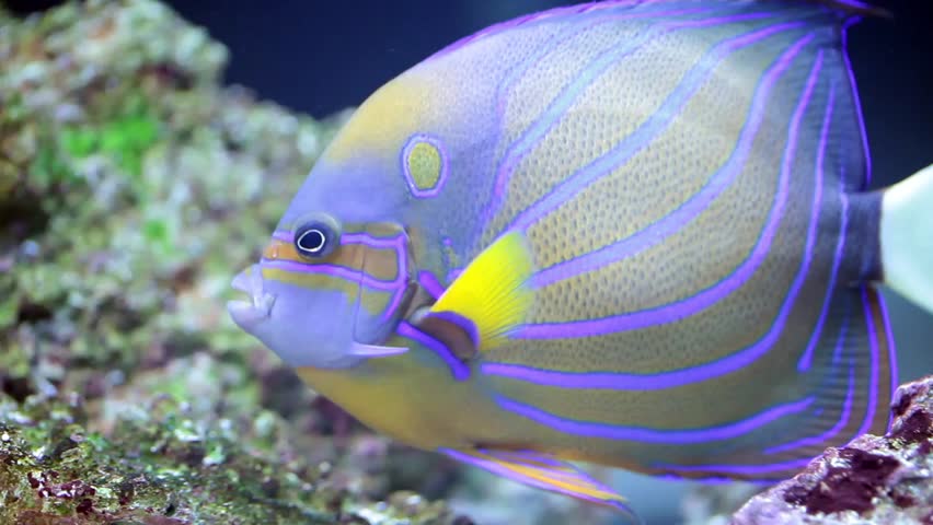 exotic reef fish