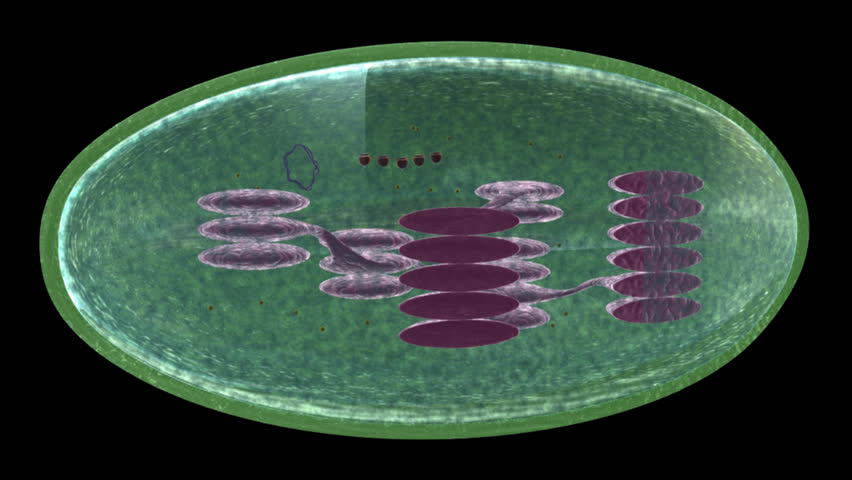 Chloroplast Stock Footage Video (100% Royalty-free) 7116283 | Shutterstock