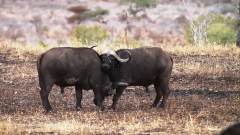 African Buffalo fighting