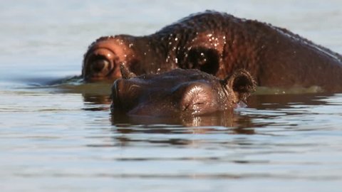 Baby hippopotamus with adult flapping ears and spraying water - Kruger National Park (South Africa)