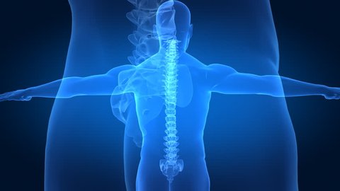 Correct posture concept with x-ray spine