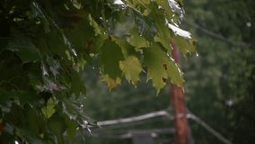 Video of Rain fall on Trees, plants and clear sky's with sound