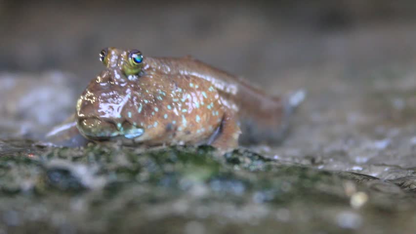 Mudskipper fish classified in the genus. Wong Periophthalmodon goby (Gobiidae) small fish. Fishing capacity, the specimen had a total length of about 10 cm.