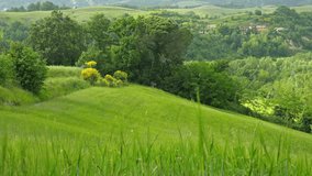 Summer nature landscape, green hills of Tuscany, Italy.