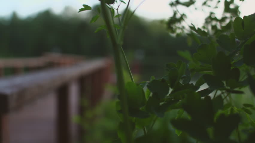 Stock Video Footage wooden bridge on the lake evening the camera moves