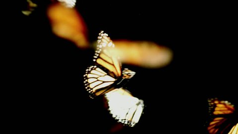 Monarch butterflies dance in and out of frame on a black background, part 3.